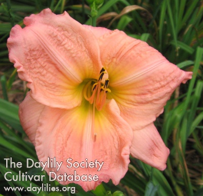 Daylily Summer Dawn